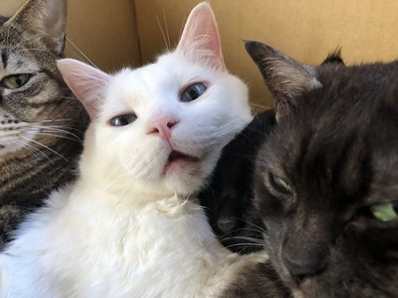 セツちゃん 猫に溺れる