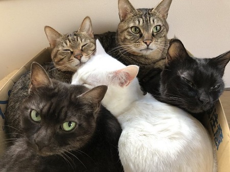 セツちゃん 猫に溺れる