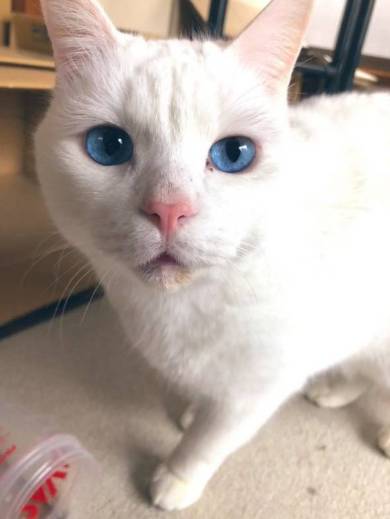 セツちゃん 猫に溺れる