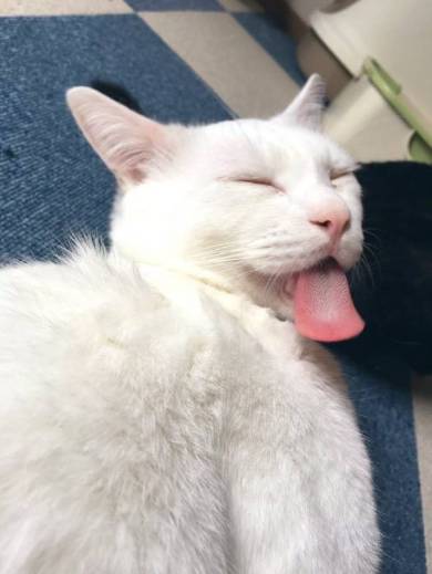 セツちゃん 猫に溺れる