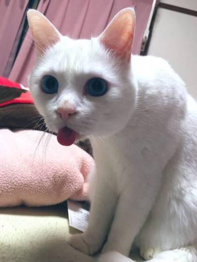 セツちゃん 猫に溺れる