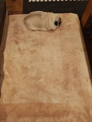 枕みたいなワンちゃん