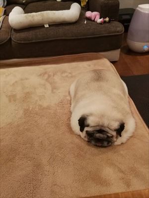 枕みたいなワンちゃん