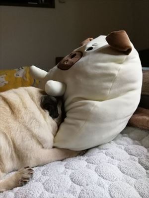 枕みたいなワンちゃん