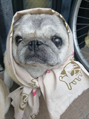 枕みたいなワンちゃん