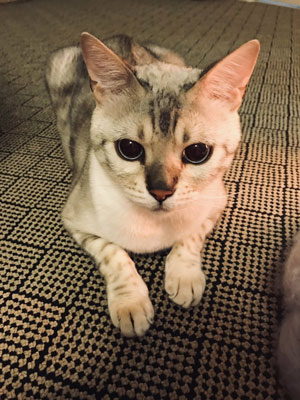 レオくんアップ