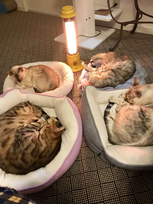 眠る4匹の猫ちゃん