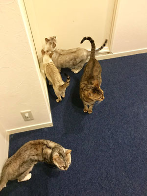 お風呂前でスタンバイする猫ちゃん