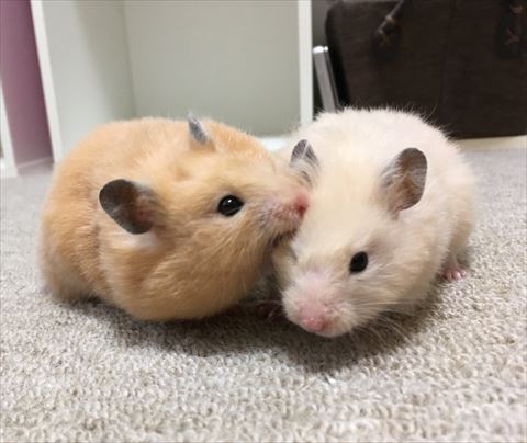 ハムスター