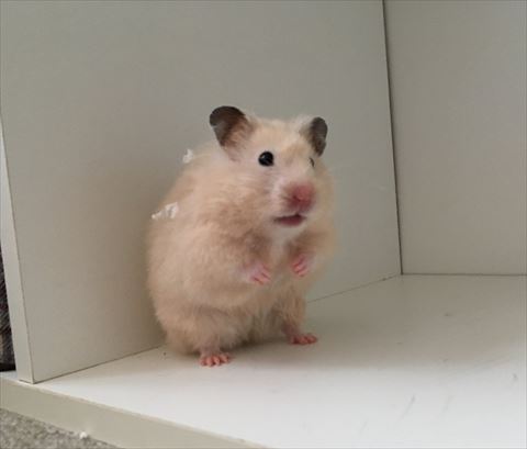 ハムスター