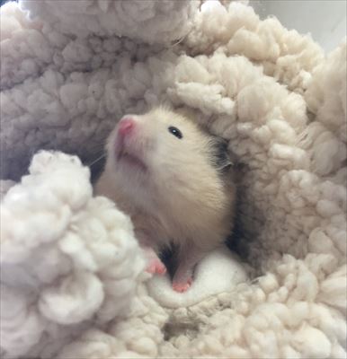ハムスター