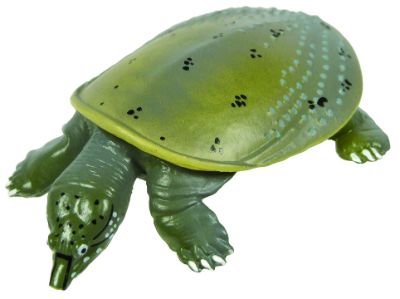 原色爬虫類カメ目図鑑