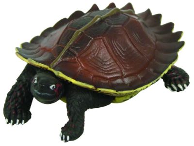 原色爬虫類カメ目図鑑