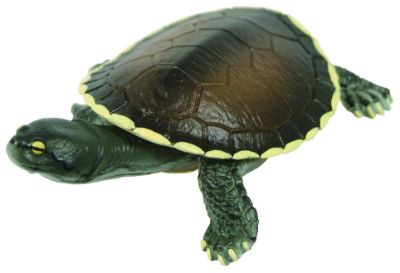 原色爬虫類カメ目図鑑