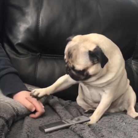 犬