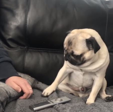 犬