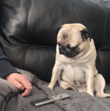 犬
