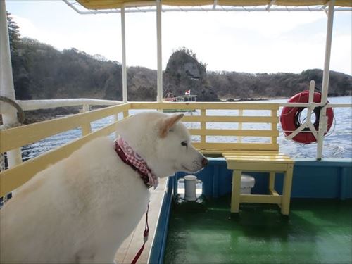 白柴『きなこ』のお気楽ブログ