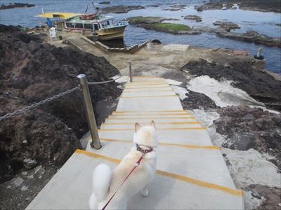 白柴『きなこ』のお気楽ブログ