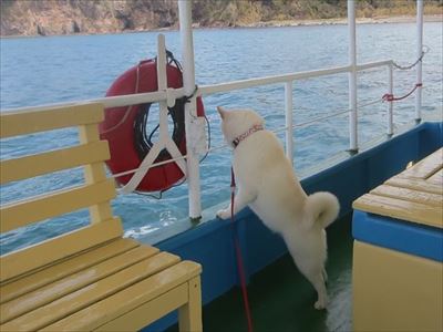 白柴『きなこ』のお気楽ブログ