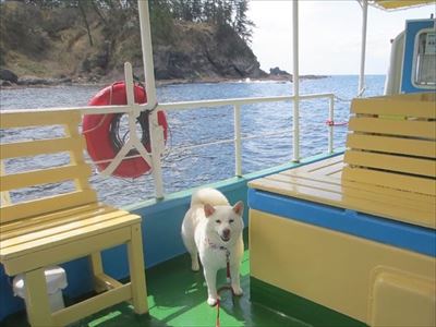 白柴『きなこ』のお気楽ブログ