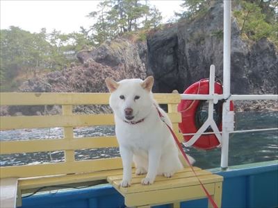 白柴『きなこ』のお気楽ブログ