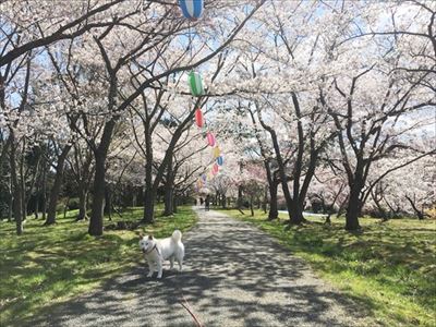 白柴『きなこ』のお気楽ブログ