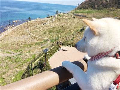 白柴『きなこ』のお気楽ブログ