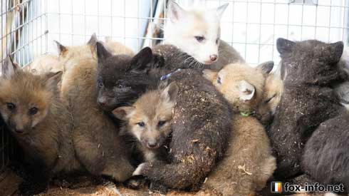 マッスルギツネ 狐 蔵王キツネ村 ムキムキ 腕 筋肉
