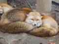 ムキムキ老師キツネさん、参戦！　“右フック犬”に続く「マッスルギツネ」登場でマッチョ動物の人気過熱