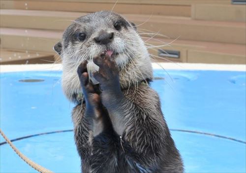 サンシャイン水族館　カワウソの日