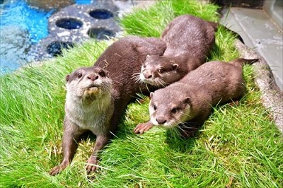 サンシャイン水族館　カワウソの日