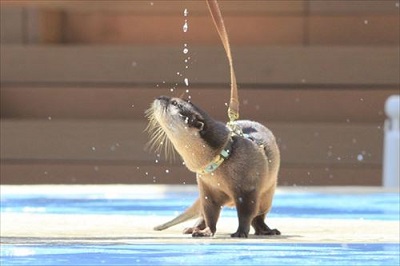 サンシャイン水族館　カワウソの日