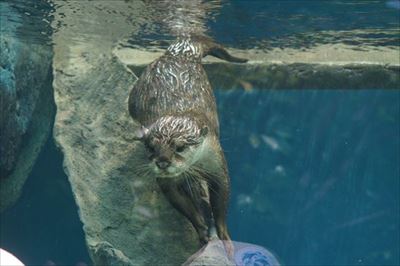 サンシャイン水族館　カワウソの日