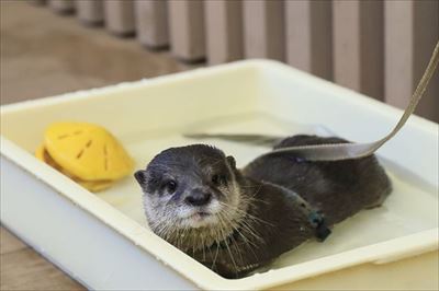 サンシャイン水族館　カワウソの日