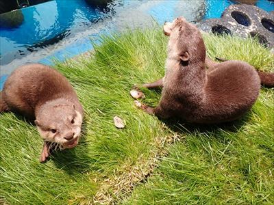 サンシャイン水族館　カワウソの日
