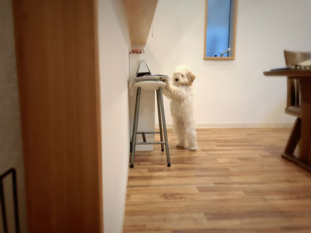 立ち上がるワンコ