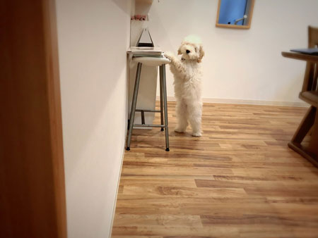 立ちながらこっちを見るペロくん