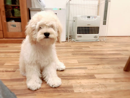 まゆげができたペロくん