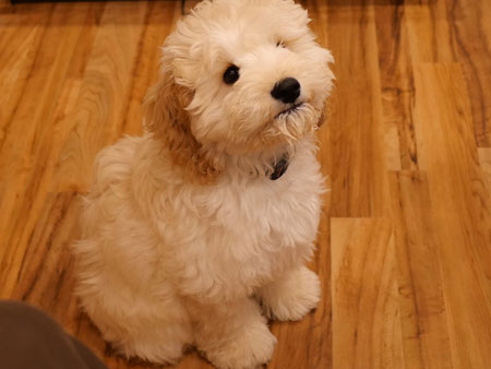 ヨーグルトまみれのペロくん