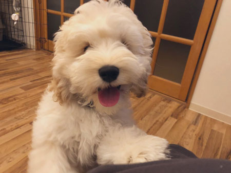 笑顔でドアップのペロくん