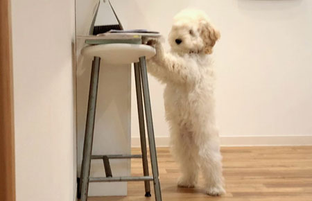 立つペロくんアップ