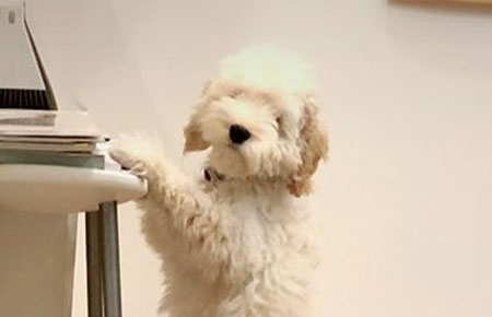 こっちを見るペロくんアップ