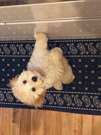 ヨーグルトまみれのペロくん