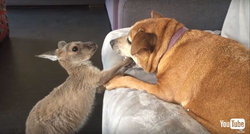 カンガルーの前脚をくわえるわんこ