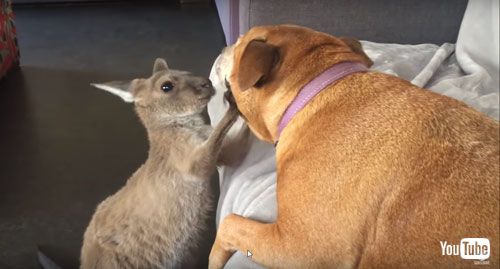 ワンコの顔に手を出すカンガルーの赤ちゃん