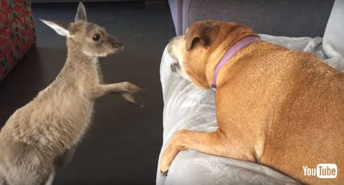 見つめあうカンガルーとワンちゃん