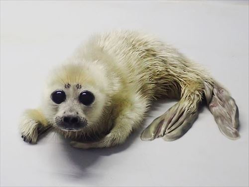 サンシャイン水族館　ベビーラッシュ