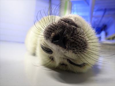 サンシャイン水族館　ベビーラッシュ