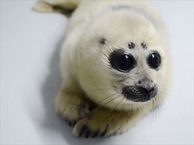 サンシャイン水族館　ベビーラッシュ